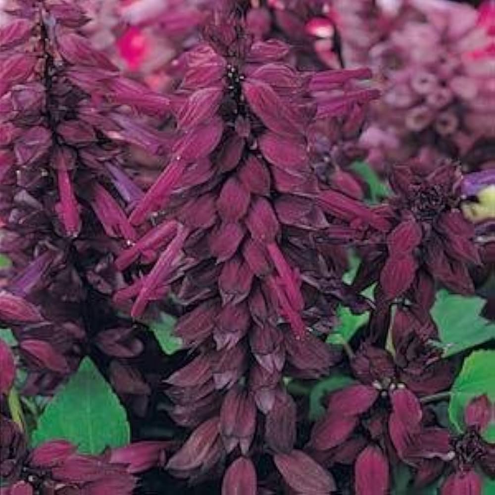 Salvia Splendens Sizzler Lila Samen zur Aussaat Schmetterling Garten Window Planters