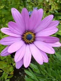 Lavender osteospermum blume samen for anpflanzung - sun loving, heirloom & gmo free samen for home garten
 
 sale for anpflanzung in home garten.