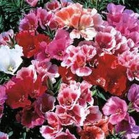 Godetia blume samen for anpflanzung - sun loving, heirloom & gmo free samen for home garten
 
 sale samen for anpflanzung in home garten