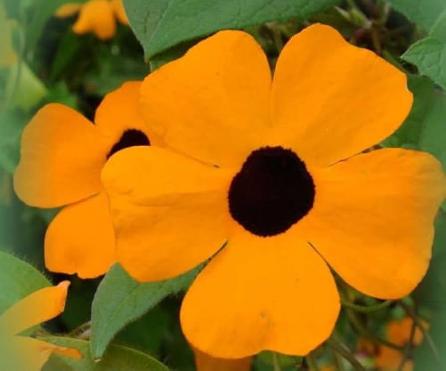 Schwarz eyed susan vine pollinator-friendly blume samen