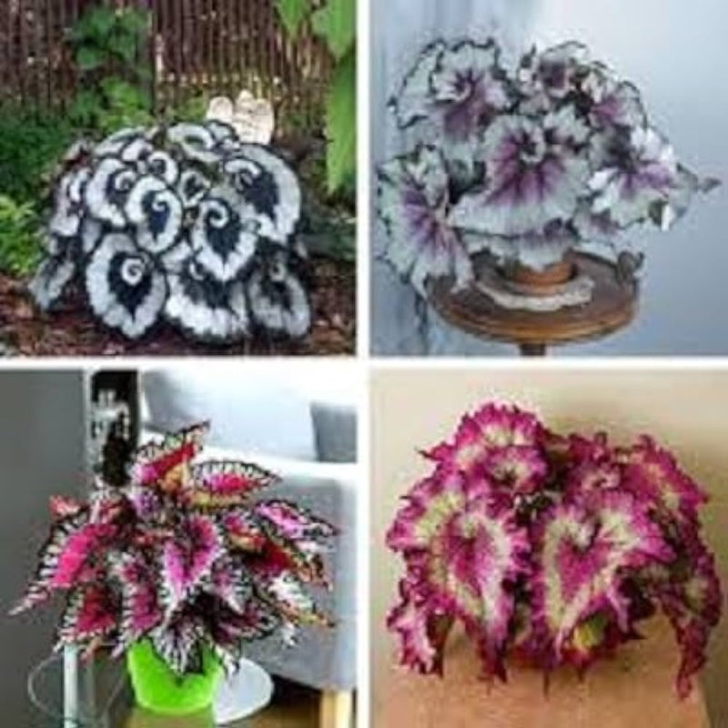 Bonsai begonia coleus blume samen