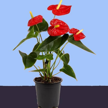 Kastanienrot Flamingoblume Blumensamen zur Aussaat farbenfroh Schau Traditionssorte & ohne Gentechnik Samen Hausgarten