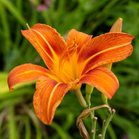Orange hemerocallis blume samen for anpflanzung - fragrant blossoms, heirloom & gmo free samen for home garten
 
 sale samen for anpflanzung in home garten