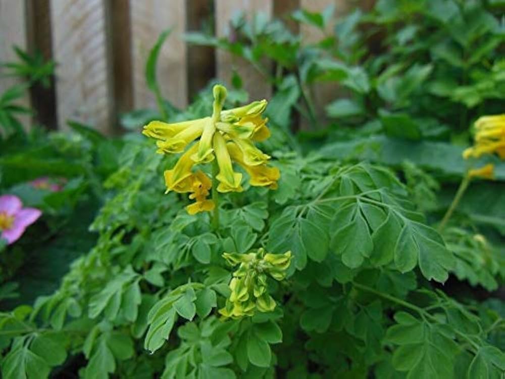 Corydalis Lutea Samen zur Aussaat Corydalis Lutea Stein Garten Blume border