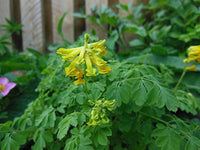 Corydalis Lutea Samen zur Aussaat Corydalis Lutea Stein Garten Blume border