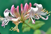 Rosa weiß cape honeysuckle blume samen for anpflanzung - fragrant blossoms, heirloom & gmo free samen for home garten
 
 sale samen for anpflanzung in home garten