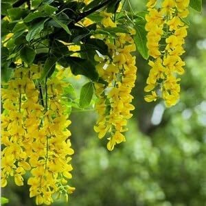 Golden chain blume samen for anpflanzung - sun loving, heirloom & gmo free samen for home garten
 
 sale samen for home garten