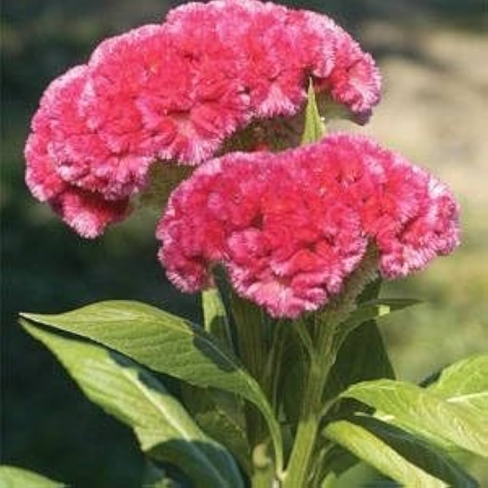 Celosia Century Rose Samen zur Aussaat Blume Beds und Sommer Rabatten