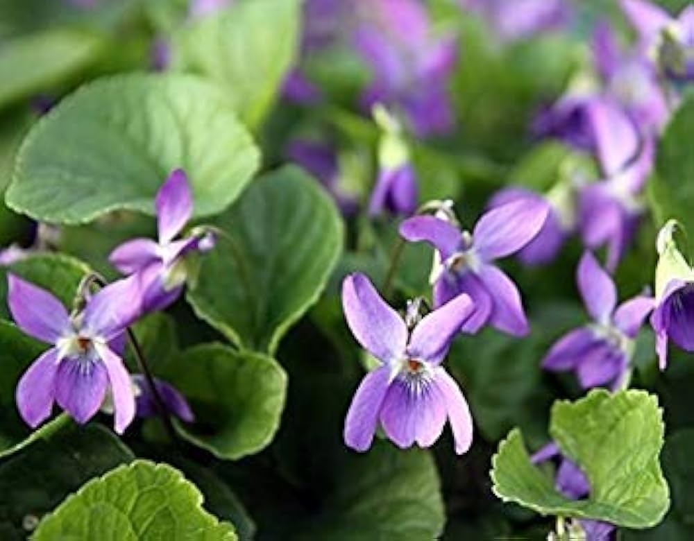 Violett English Blumensamen zur Aussaat Landhaus Garten wichtig Traditionssorte & ohne Gentechnik Samen Hausgarten
