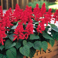 Salvia vista rose samen for urban blume beds