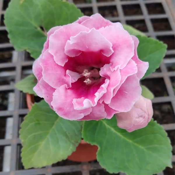 Soft Rosa Brazilian Gloxinie Blumensamen zur Aussaat sonnenliebend Traditionssorte & ohne Gentechnik Samen Hausgarten
