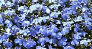 Regatta blume samen for anpflanzung wildflower mix heirloom & gmo free samen for home garten 
 
 sale for anpflanzung in home garten
