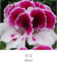 Mixed regal pelargonium blume samen for anpflanzung - cottage garten essential, heirloom & gmo free samen for home garten
 
 sale for anpflanzung in home garten