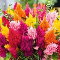Plumed blume samen for anpflanzung - colorful display, heirloom & gmo free samen for home garten
 
 sale samen for home garten