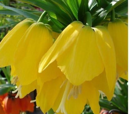 Gelb Imperial Crown Samen Gelb Blumen