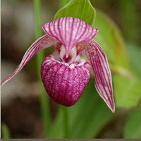Cypripedium Blumensamen zur Aussaat – robust Sorte – Traditionssorte & ohne Gentechnik Samen Hausgarten