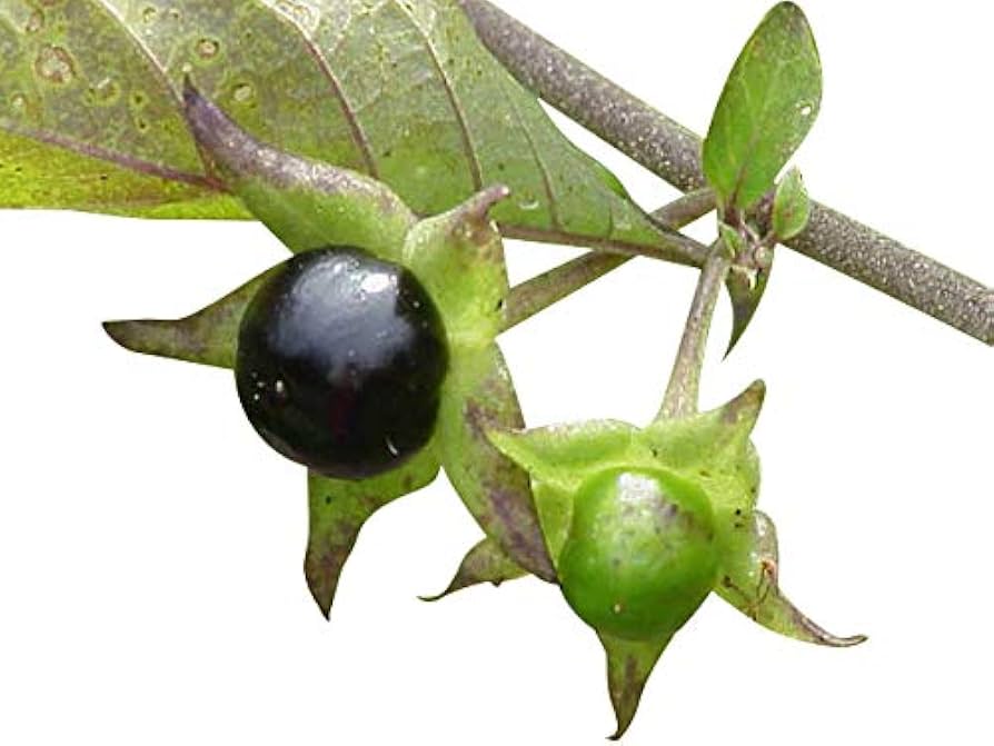 Schwarz belladonna blume samen for anpflanzung - wildflower mix, heirloom & gmo free samen for home garten
 
 sale samen for home garten