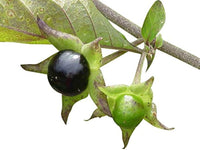 Schwarz belladonna blume samen for anpflanzung - wildflower mix, heirloom & gmo free samen for home garten
 
 sale samen for home garten