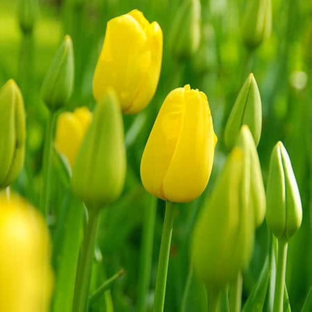 Grün and gelb tulip blume samen for anpflanzung