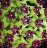 Grün maroon hoya blume samen for anpflanzung - vibrant colors, heirloom & gmo free samen for home garten
 
 sale for anpflanzung in home garten.