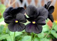 Schwarz pansy blume samen for anpflanzung - cut blume favorite, heirloom & gmo free samen for home garten
 
 sale samen for anpflanzung in home garten
