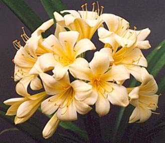 Light gelb natal lily or bush lily blume samen for anpflanzung - drought tolerant, heirloom & gmo free samen for home garten
 
 sale for anpflanzung in home garten