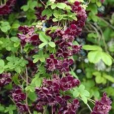 Akebia quinata blume samen for anpflanzung - cottage garten essential, heirloom & gmo free samen for home garten
sale for anpflanzung in home garten.