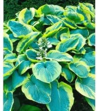 Heirloom hosta blume samen for anpflanzung compact growth heirloom & gmo free samen for home garten 
 
 sale for anpflanzung in home garten