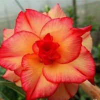Orange Wüstenrose Blumensamen zur Aussaat – saisonal Dauerblüher – Traditionssorte & ohne Gentechnik Samen Hausgarten