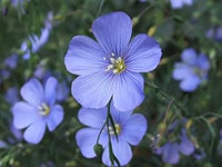 Blau linum lewisii blume samen for anpflanzung - bright blooms, heirloom & gmo free samen for home garten
 
 sale for anpflanzung in home garten.