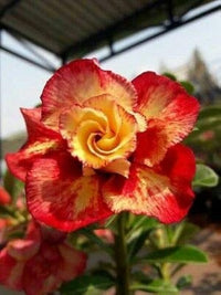 Orange Blossom Samen zur Aussaat Wüstenrose Obesum Blume pot für Innenräume Garten