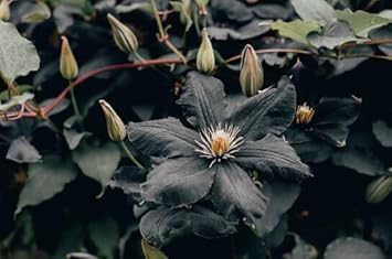 Heirloom (heirloom clematis) samen for anpflanzung in home garten