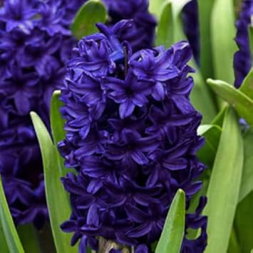 Deep blau hyacinthus orientalis blume samen for anpflanzung - vibrant colors, heirloom & gmo free samen for home garten
 
 sale samen for anpflanzung in home garten