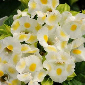 Torenia kauai lemon drop samen
