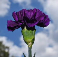 Schwarz Nelke Nelke caryophyllus King Blacks Samen zur Aussaat Blume border Schnitt Blumen