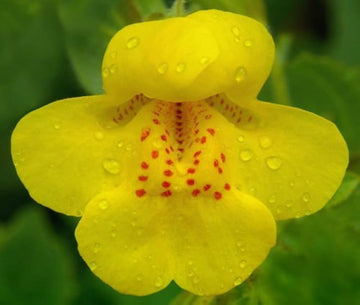 Gelb Mimulus Guttatus Blumensamen zur Aussaat
