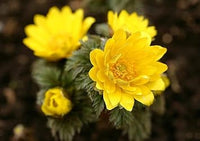 Gelb adonis blume samen for anpflanzung - cottage garten essential, heirloom & gmo free samen for home garten
 
 sale samen for home garten