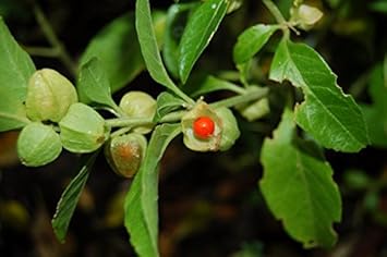 Grün withania somnifera blume samen for anpflanzung - easy to grow, heirloom & gmo free samen for home garten
 
 sale for anpflanzung in home garten