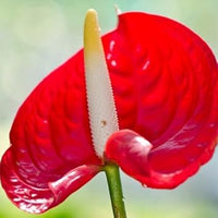 Rot anthurium blume samen for anpflanzung - compact growth, heirloom & gmo free samen for home garten
 
 sale for anpflanzung in home garten