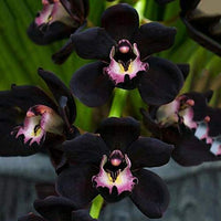 Schwarz Schmetterlingsorchidee Orchidee Blumensamen zur Aussaat – Traditionssorte ohne Gentechnik Bestäuber freundlich biologisch Garten Samen Keimung