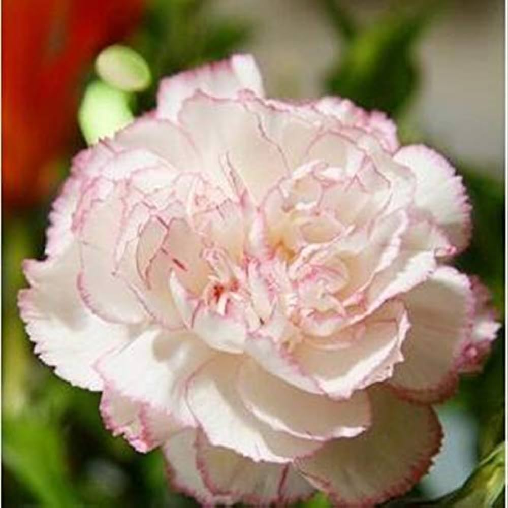 Baby rosa carnation blume samen for anpflanzung - premium quality, heirloom & gmo free samen for home garten
 
 sale samen for anpflanzung in home garten