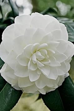 Heirloom camelia blume samen for anpflanzung sun loving heirloom & gmo free samen for home garten 
 
 sale for anpflanzung in home garten