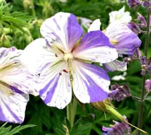 Violet & weiß geraniums blume samen for anpflanzung - bright blooms, heirloom & gmo free samen for home garten
sale for anpflanzung in home garten.