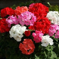 Mixed geraniums blume samen for anpflanzung - vibrant colors, heirloom & gmo free samen for home garten
 
 sale for anpflanzung in home garten.