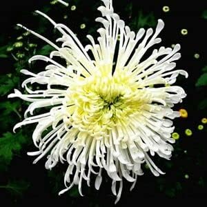 Japan spider chrysanthemum blume samen for anpflanzung - garten favorite, heirloom & gmo free samen for home garten
 
 sale samen for home garten