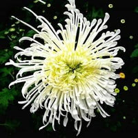 Japan spider chrysanthemum blume samen for anpflanzung - garten favorite, heirloom & gmo free samen for home garten
 
 sale samen for home garten
