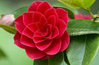 Bunte Kamelie Samen Ornamental Aussaat