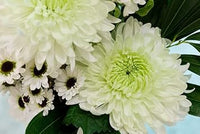 Chrysanthemum blume samen grün weiß blume samen for anpflanzung - drought tolerant, heirloom & gmo free samen for home garten
 
 sale for anpflanzung in home garten.