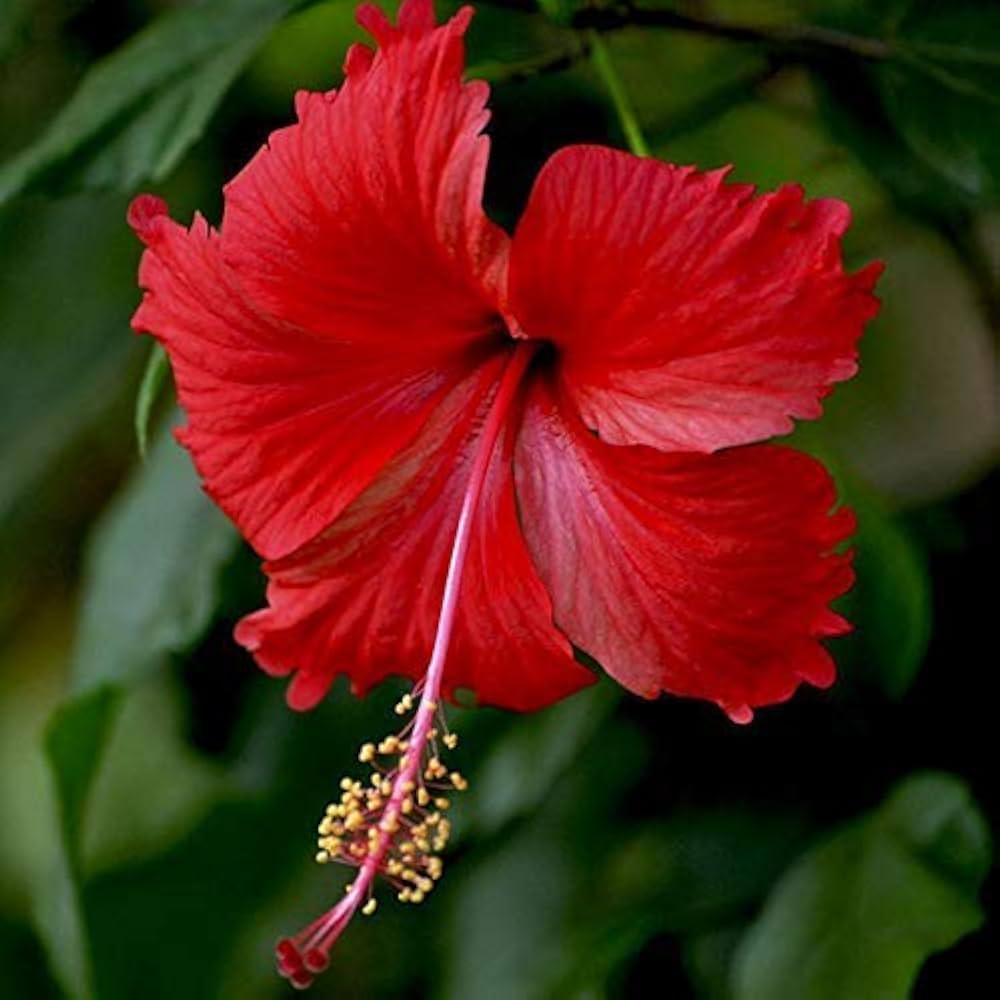 Hibiskus Samen zur Aussaat Hibiskus Rosa-Sinensis Gemischt Blume Beet patio pot