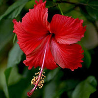 Hibiskus Samen zur Aussaat Hibiskus Rosa-Sinensis Gemischt Blume Beet patio pot